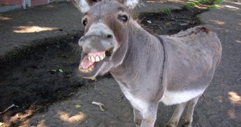 Who Wants A Donkey Ride? (For Mother’s Day) mothers day