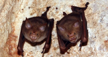 Different Pests and How To Beat Them